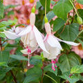 Fuchsia Annabelle Live Plant 5-12" Tall No Pot Pink Purple Flowers