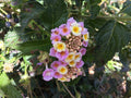 Lantana Cuttings for Rooting, Party Colors, 4-6 Inches, Lantana camara
