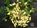 25+ White Bullet Habanero Pepper Seeds - Capsicum chinense - USA Grown - Ideal for Gardening