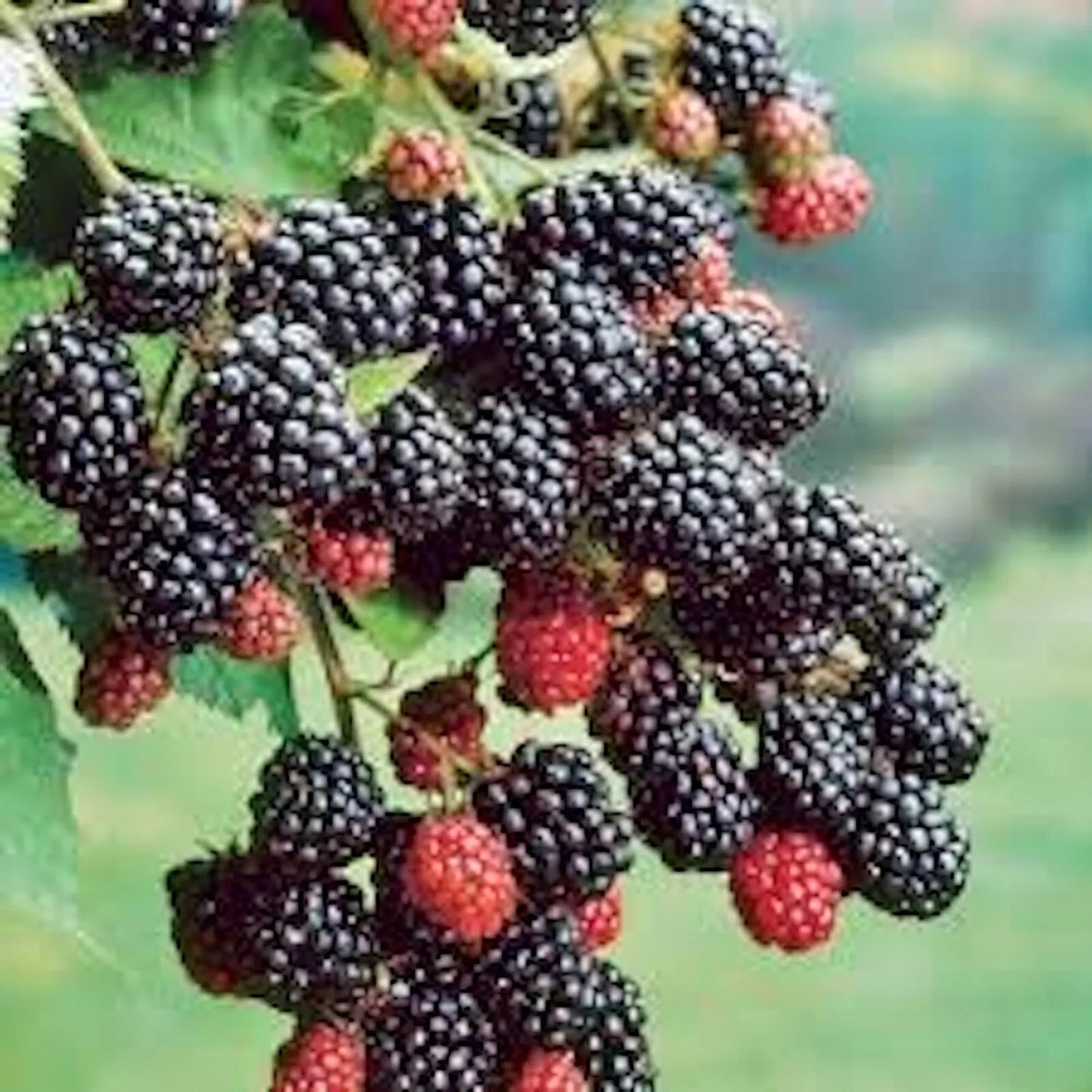 Prime-Ark 45 Blackberry Plant - 10 Bare Root Floricane Blackberry Edible Fruit - Rubus spp.