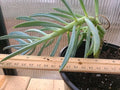 Large Blue Chalk Sticks Plant - Senecio Mandraliscae - Rooted Rare Succulent in Pot