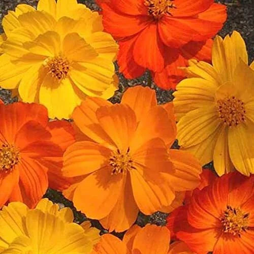Cosmos Flower Seeds, Bright Lights Mix, 1,000 Non-GMO Seeds - Cosmos bipinnatus - Ships from Io