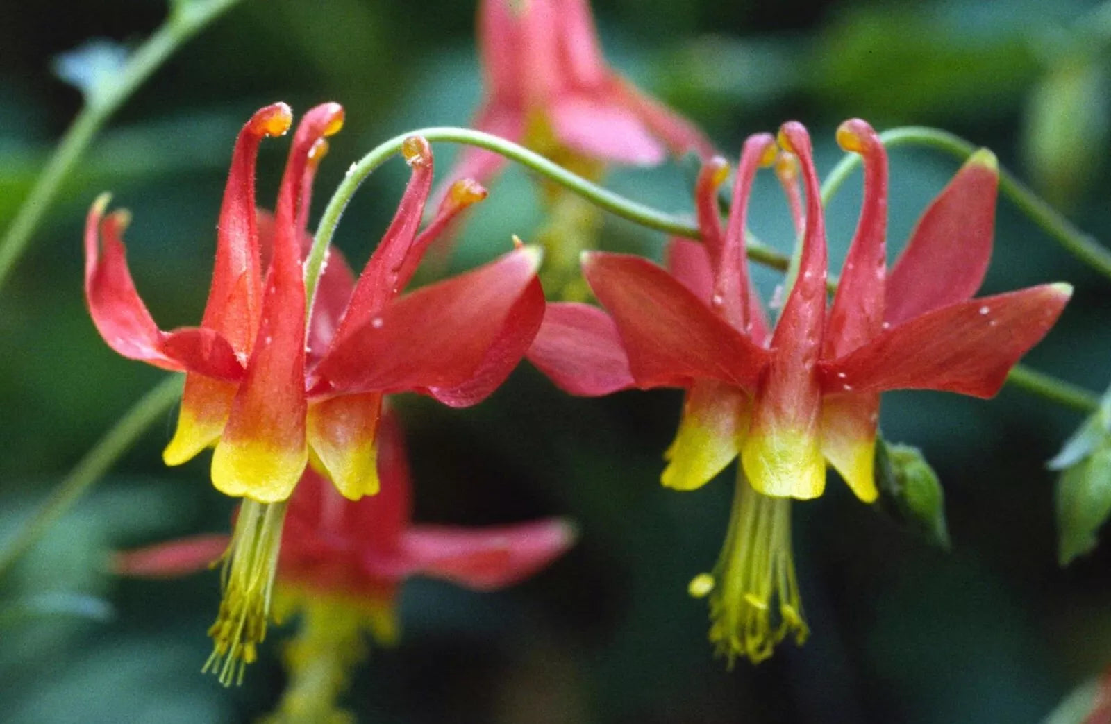 Eastern Red Columbine Seeds - Aquilegia Canadensis - 50+ Seeds, Native Wildflower, Free Shipping