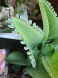 Mother of Thousands Seeds - 15 Pack - Kalanchoe daigremontiana - Mexican Hat Plant Succulent