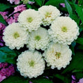 White Zinnia Flower Seeds - 126+ Count - Summer Flowering Annual Cut Flowers - Easy to Grow Garden Variety