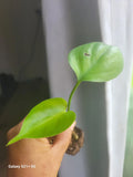 Monstera Deliciosa Plant, 2 Inch Split-Leaf, Original Swiss Cheese Philodendron, Tropical Houseplant