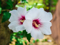 White Hibiscus Rose of Sharon Seeds - 30 Count - Hardy Perennial Flower Seeds - Hibiscus syriacus