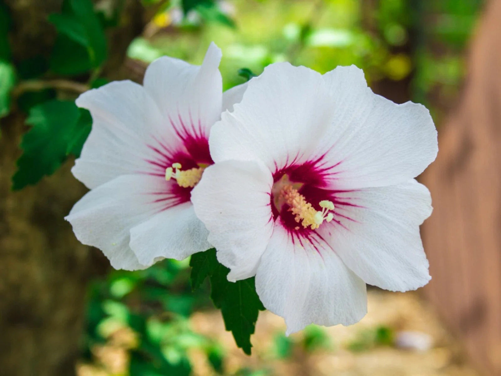 White Hibiscus Rose of Sharon Seeds - 30 Count - Hardy Perennial Flower Seeds - Hibiscus syriacus