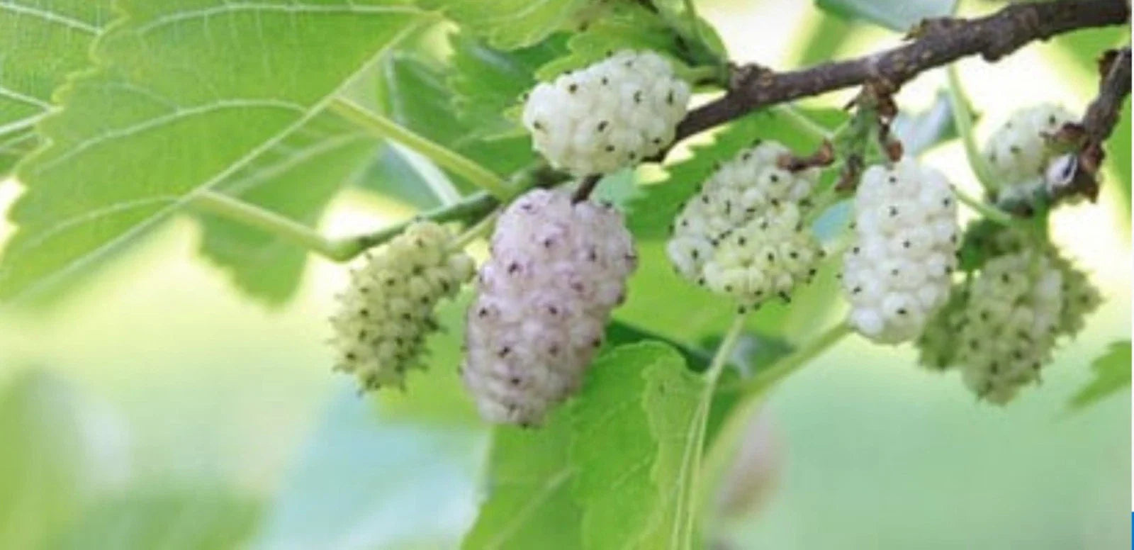 White Mulberry Cuttings 6-8" Organic Morus alba Cold Hardy Sweet Tree with Berries - 10 Pack