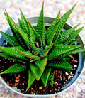 GASTERIA LIMIFOLIA - 6" Mature Fairy Washboard Spiral Plant - 5 Years Old Succulent Houseplant