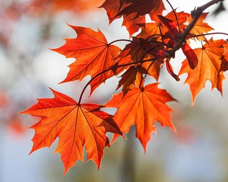 Red Maple Tree 6-12" Tall 4" Pot Deciduous Acer rubrum