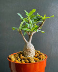 Fockea Capensis Bonsai Plant - Rare Caudex African Succulent - 4" Bare Root