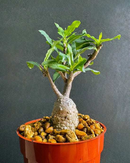 Fockea Capensis Bonsai Plant - Rare Caudex African Succulent - 4" Bare Root