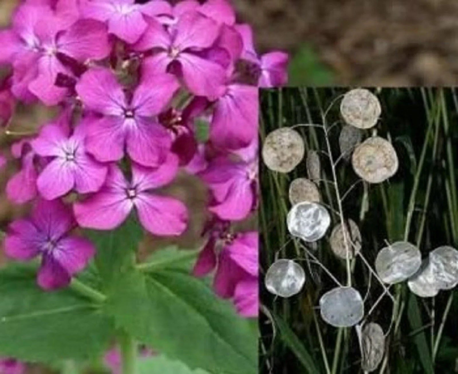 Money Plant Seeds, 50+ Seeds, Lunaria Annua Violet, Purple Money Plant, Ideal for Gardens and Indoor Growing