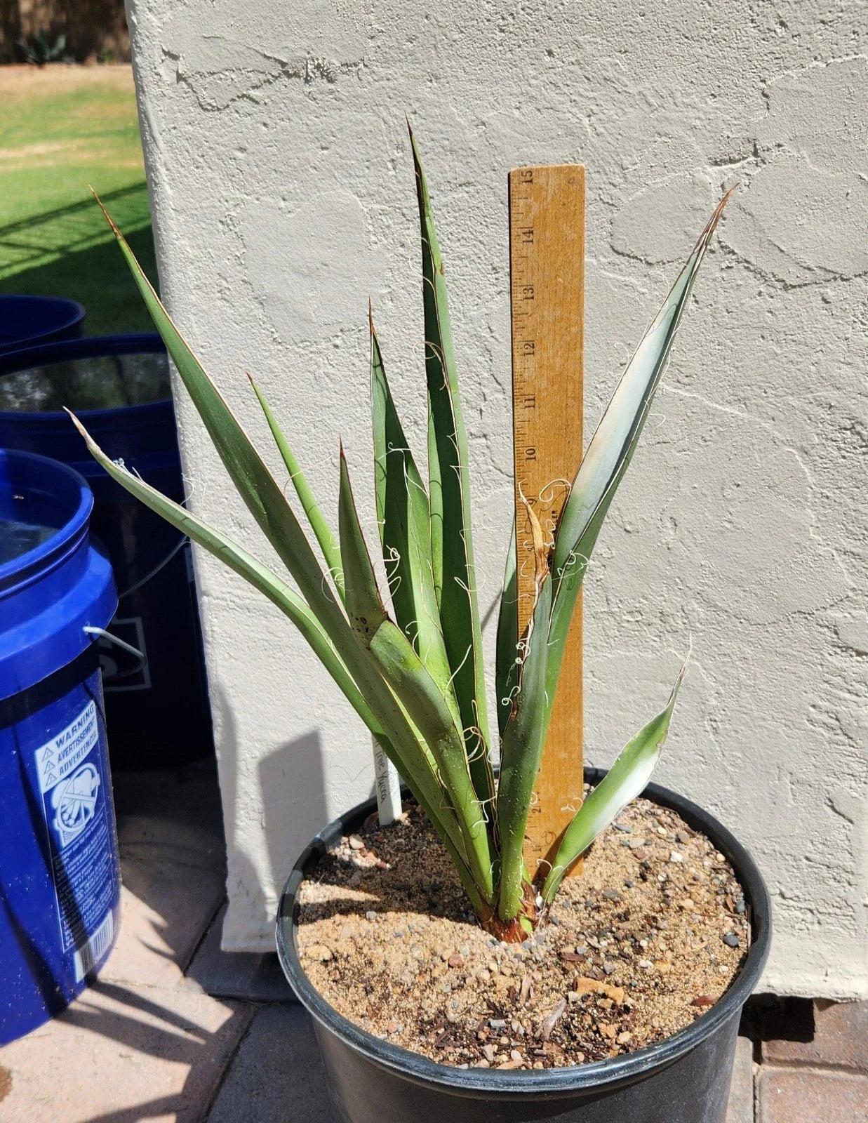 Yucca Plant - Live Rooted Faxon Yucca - Black Gap Texas - Yucca faxoniana
