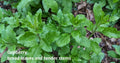 Goji Berry Cuttings - 10 Rooting Cuttings, Broad-Leaf Cultivar (Lycium barbarum)