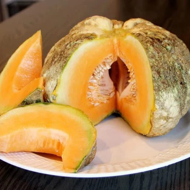 Prescott Fond Blanc Melon Seeds - 10 Rare Pumpkin Melon Seeds for Planting - Cucumis melo
