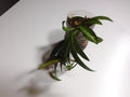 Hoya Wayetti Plant | Rooted Variety | Indoor Houseplant | Easy Care Succulent | Hoya carnosa