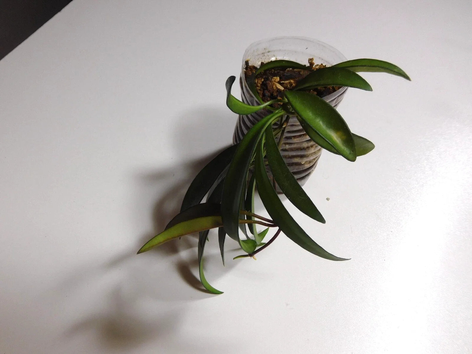 Hoya Wayetti Plant | Rooted Variety | Indoor Houseplant | Easy Care Succulent | Hoya carnosa