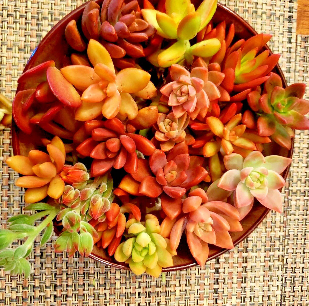 Succulent Cuttings 10 Pack Red Pink Orange Variety 5 Species Echeveria, Sedum, Crassula, Haworthia, Aeonium