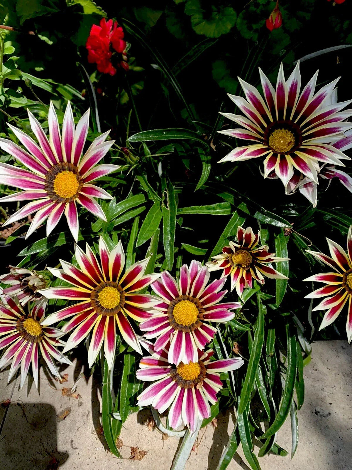 Gazania Rigens Plant | 4-inch Pot | White Cherry and Yellow Flowers | Hardy Perennial Ground Cover