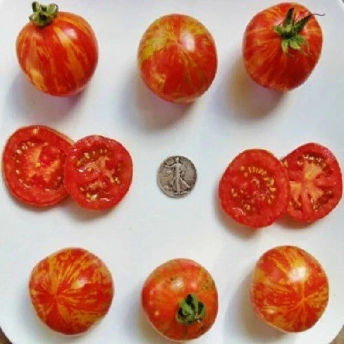 Red Zebra Seeds - Beautiful Striped Variety - 25 Fresh Seeds - Perfect for Planting - (Scientific Name: Dracaena trifasciata)