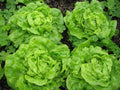Tom Thumb Leaf Lettuce 700 Seeds, Butterhead, NON-GMO Heirloom, Organic, Garden Seed