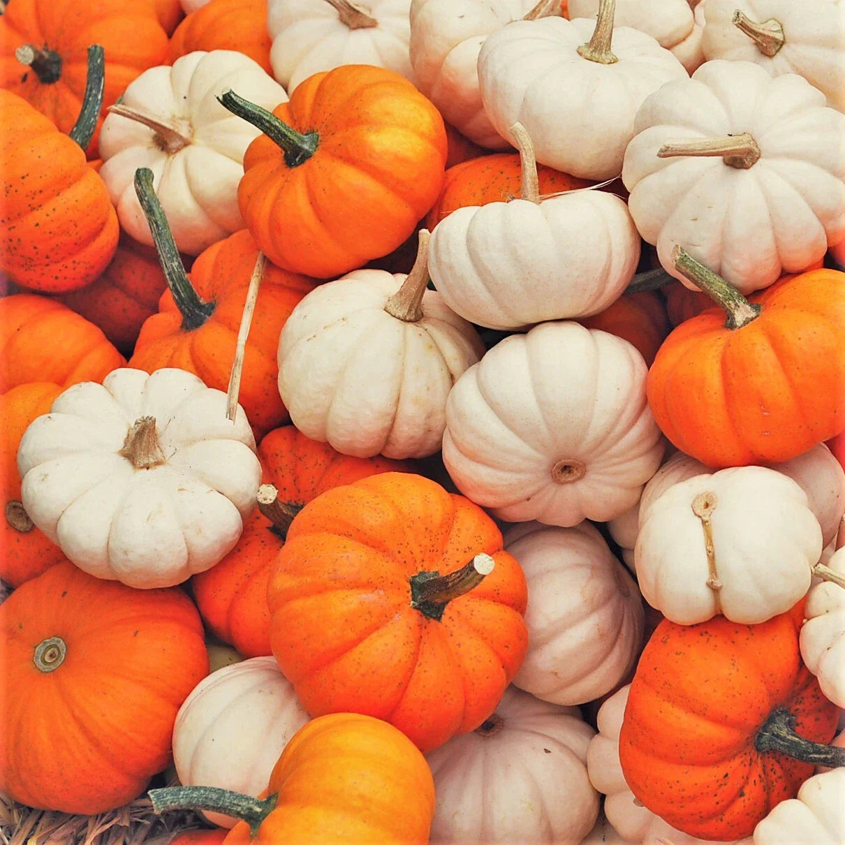 Mini Mix Pumpkin Seeds | Untreated Baby Boo White & Orange Variety | 2025