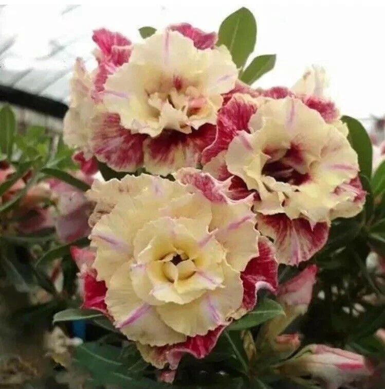 Desert Rose Flower Seeds - 5 Pcs Adenium obesum "PEONY" Bonsai Seeds for Home Gardening