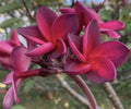 Rooted Plumeria Cutting - Wildfire - 17" with 1 Tip - Frangipani Plant - Tropical Flowering Plant