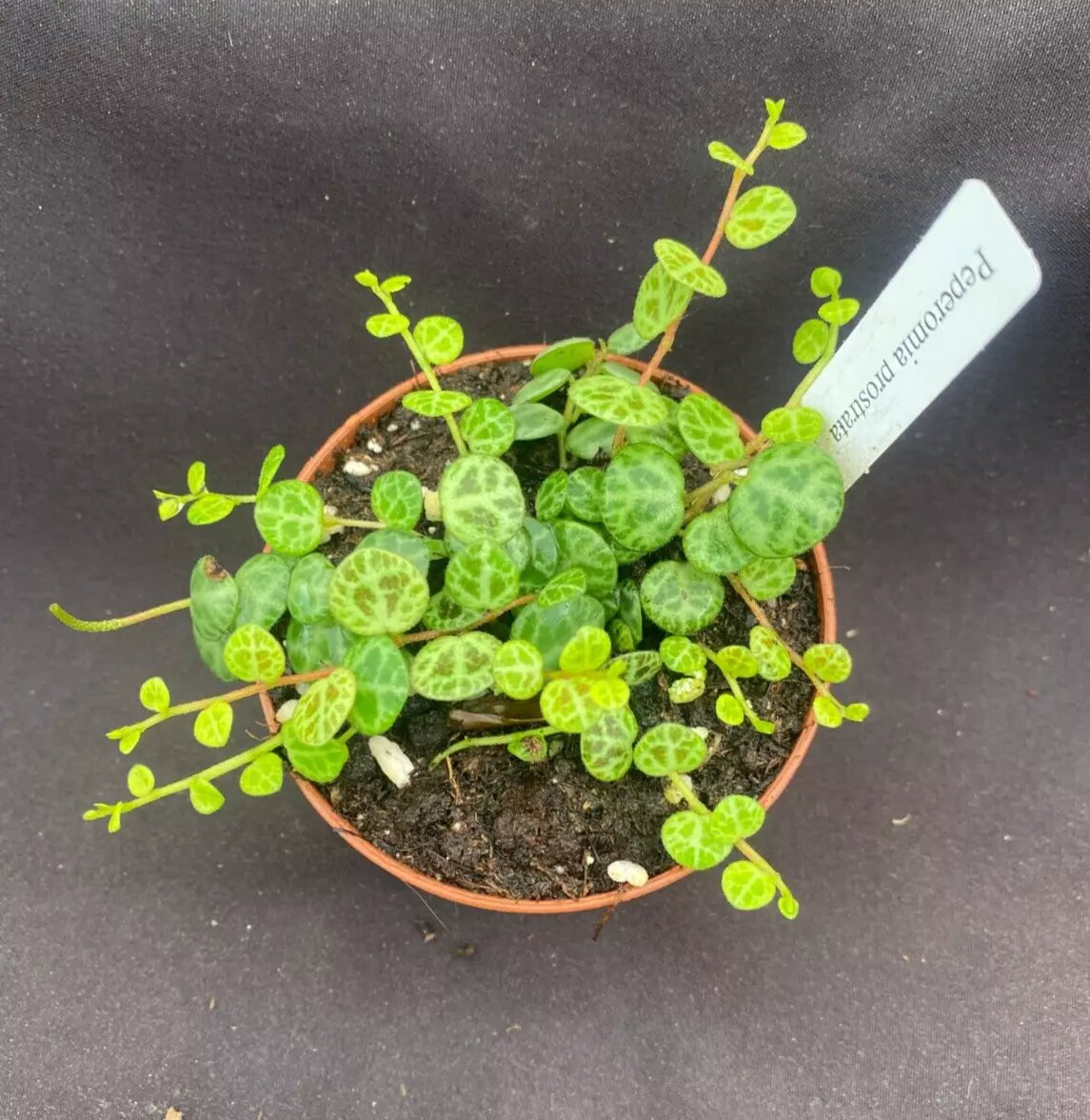 Peperomia prostrata String of Turtles Plant 3" Pot Rooted Houseplant
