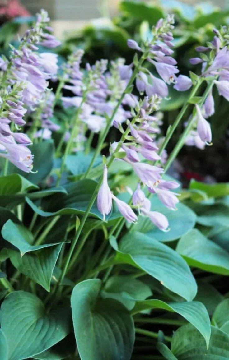 Purple Flowering Hosta Plant - Bare Root - Purple Blooms - Hosta sieboldiana - Garden Perennial for Shade