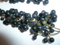 Organic Wild Grape 25 Seeds - Vitis aestivalis - Non-GMO, Heirloom, Free Shipping