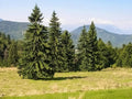 Norway Spruce Tree Seeds - 50 Seeds - Beautiful Evergreen - Picea Abies