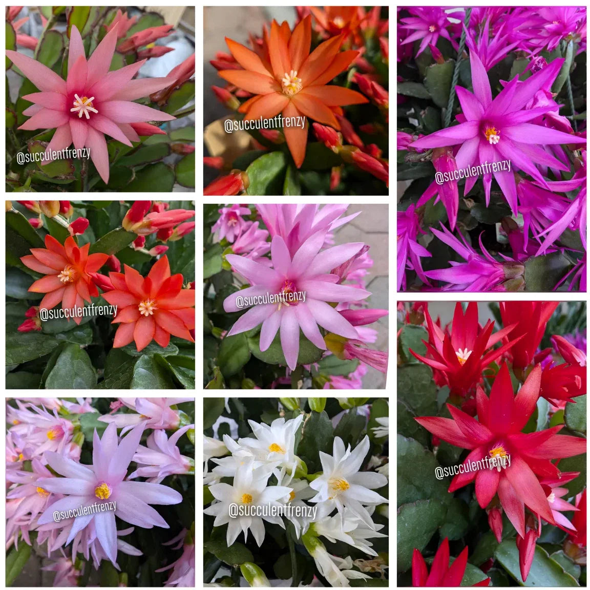 Easter-Spring Cactus Cuttings, Unrooted, Rhipsalidopsis gaertneri, Choose Your Color