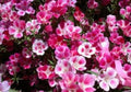 Godetia Seeds - 100 Fresh Farewell to Spring Seeds - Clarkia amoena - Free Shipping
