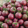Black Cherry Tomato Seeds - Heirloom Non-GMO - Organic Tomato Seeds for Home Gardening - Solanum lycopersicum