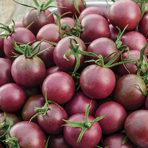 Black Cherry Tomato Seeds - Heirloom Non-GMO - Organic Tomato Seeds for Home Gardening - Solanum lycopersicum