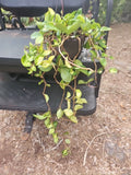 XL Hoya Krimson Princess 8" Hanging Basket Pot, Mature Plant, Tropical Houseplant, Hoya carnosa var. tricolor