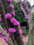 Judas Tree Seeds - 20 Pack - Flowering Tree Seeds for Planting - Cercis siliquastrum