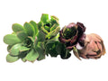 Assorted Aeonium Cuttings 2–6” | Unique Succulent Rosettes | No Repeat Varieties | Ideal for Plant Lovers
