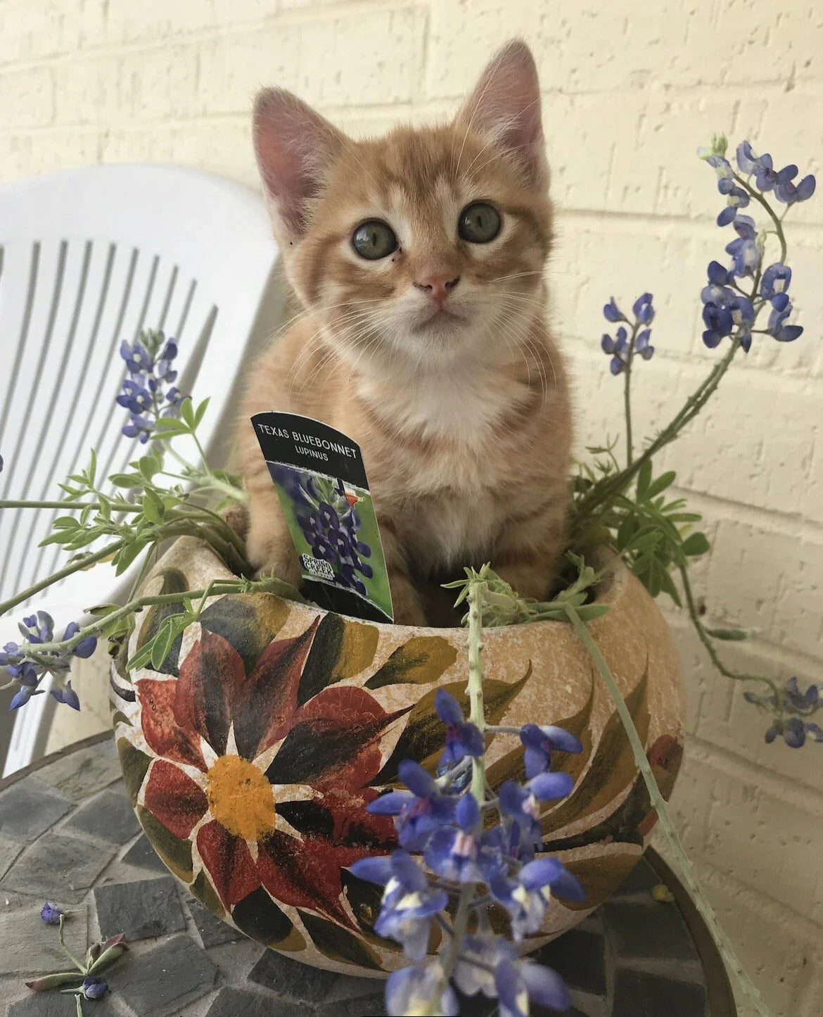 Texas Bluebonnet Seeds - 50 Perennial Wildflower Seeds - Lupine Lupinus Texensis - Vibrant Blue Flowers for Gardens