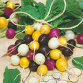 Halloween Mix Radish Seeds - 500+ Seeds for Garden Planting - Unique Varieties for Fall Harvest - Raphanus sativus