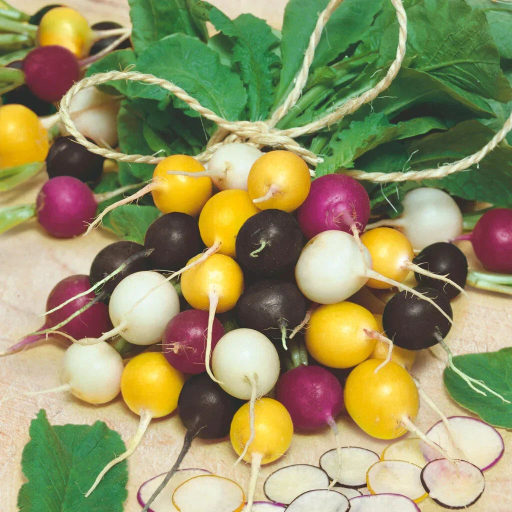 Halloween Mix Radish Seeds - 500+ Seeds for Garden Planting - Unique Varieties for Fall Harvest - Raphanus sativus