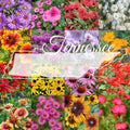 Tennessee Wildflower Seed Mix 1lb Bulk, Colorful Blooms, Covers 2,000 sq ft, Native Wildflowers for Garden, Landscaping