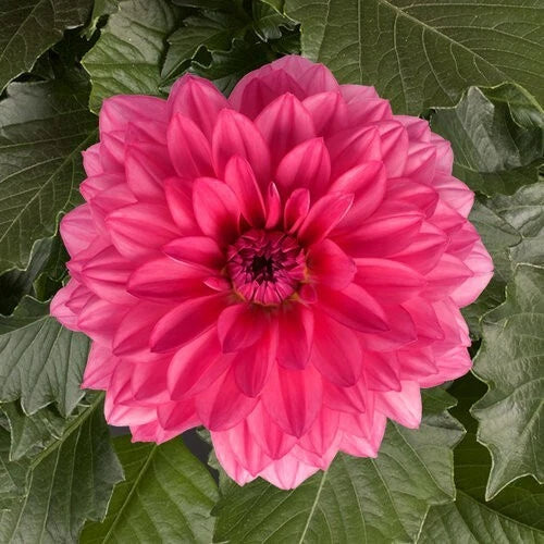 Grande Mendoza Dahlia Flower Seeds - 25 Perennial Seeds for Vibrant Blooms - Dahlia pinnata - US Seller