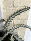 Euphorbia Greenwayi Cutting - Unrooted Rare Cacti Succulent Plant - Unique Green Cactus for Home Decor