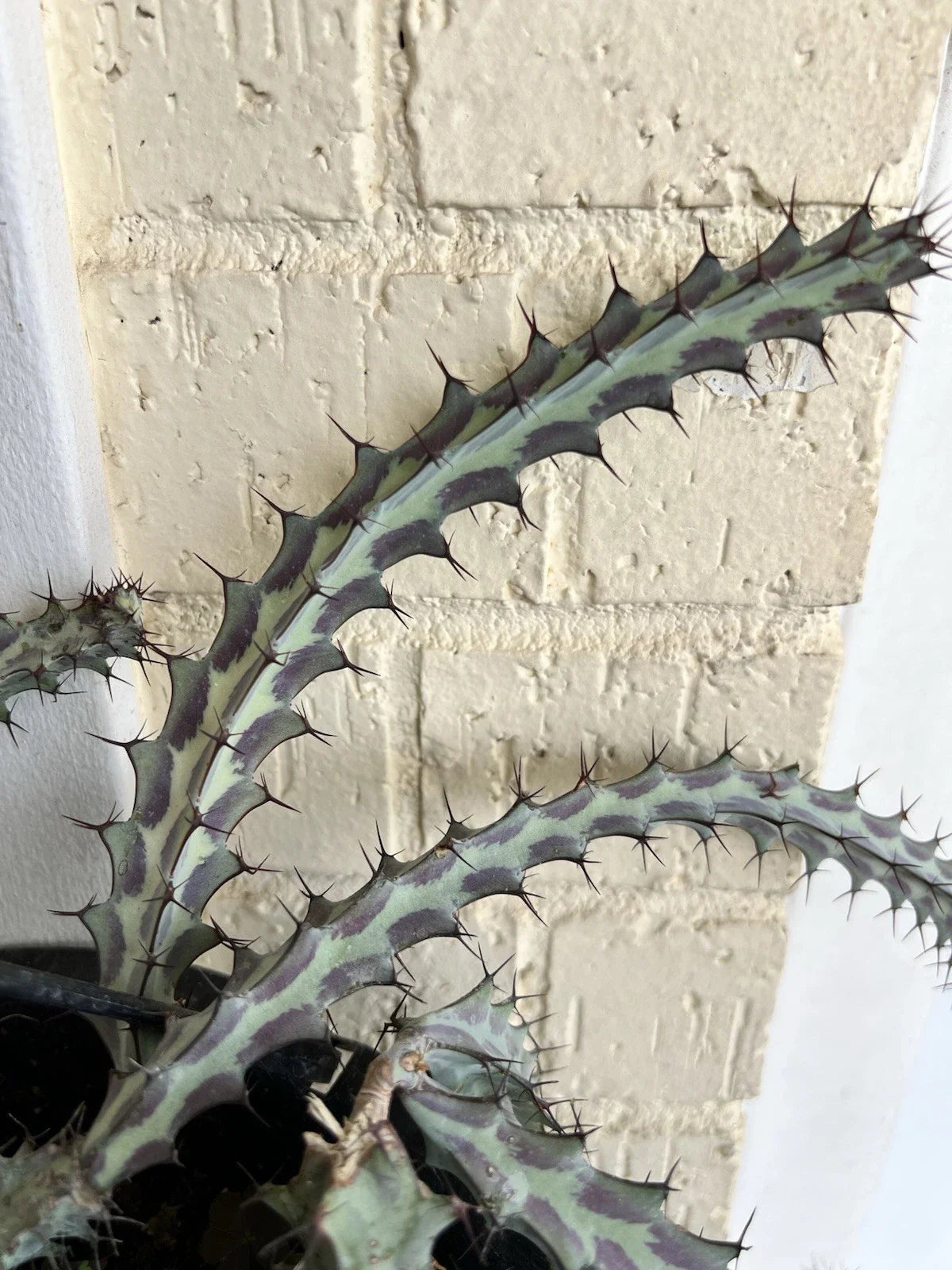 Euphorbia Greenwayi Cutting - Unrooted Rare Cacti Succulent Plant - Unique Green Cactus for Home Decor