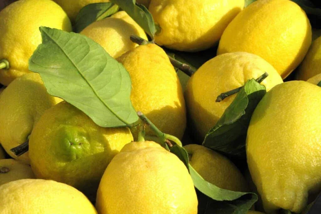 Citron Lemon - 10 Seeds for Garden Planting - Citrus medica - Etrog Fragrant Evergreen Fruit Tree