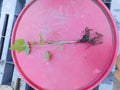 Imperial White Currant Live Rooted Plant, Fruiting Shrub, Ribes rubrum, Delicious, Zones 3-8
